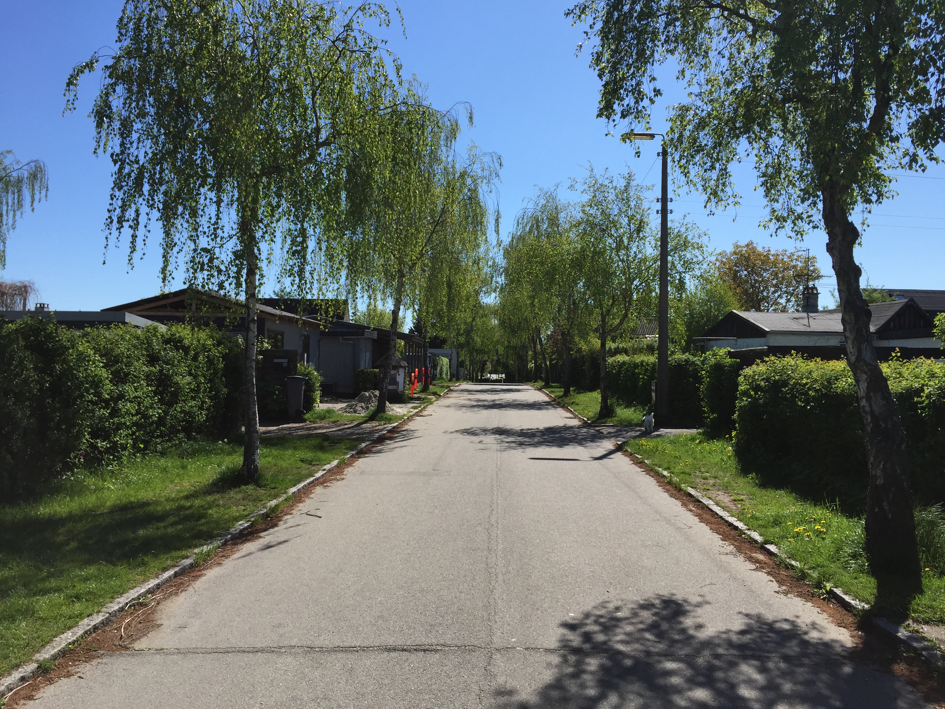 Birke Allé
