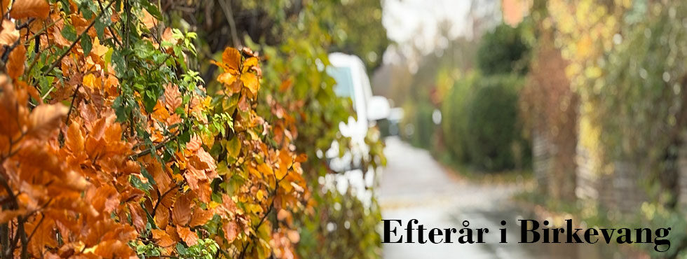 Efteraar-2025-01-980x370
